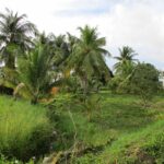 listing image thumbnail with ID 64157