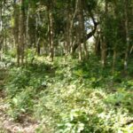 listing image thumbnail with ID 64576