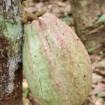 listing image thumbnail with ID 66263