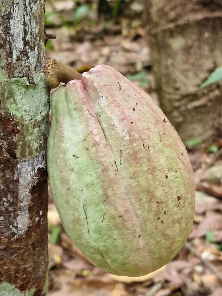 listing image with ID 66263