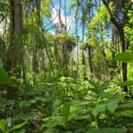 listing image thumbnail with ID 66663