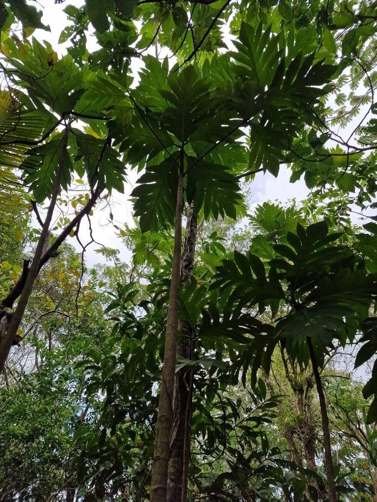 listing image with ID 63727