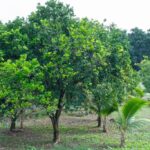 listing image thumbnail with ID 67688