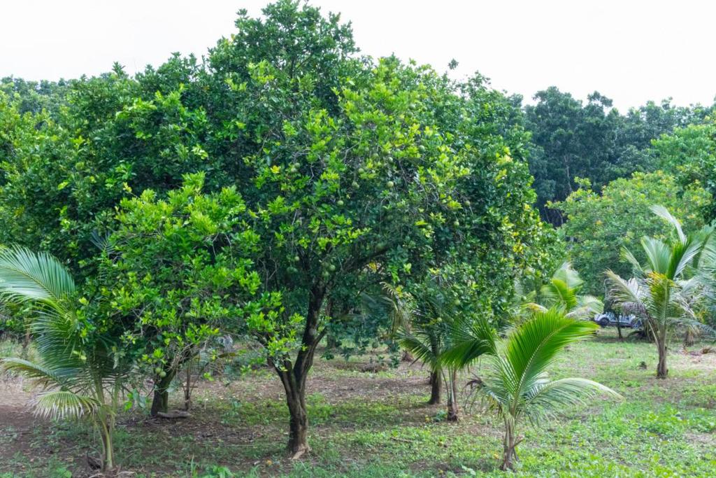 listing image with ID 67688