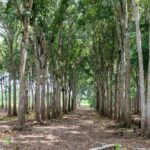 listing image thumbnail with ID 67649