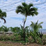 listing image thumbnail with ID 65321