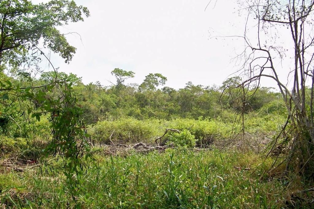 listing image with ID 67300