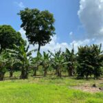 listing image thumbnail with ID 67682