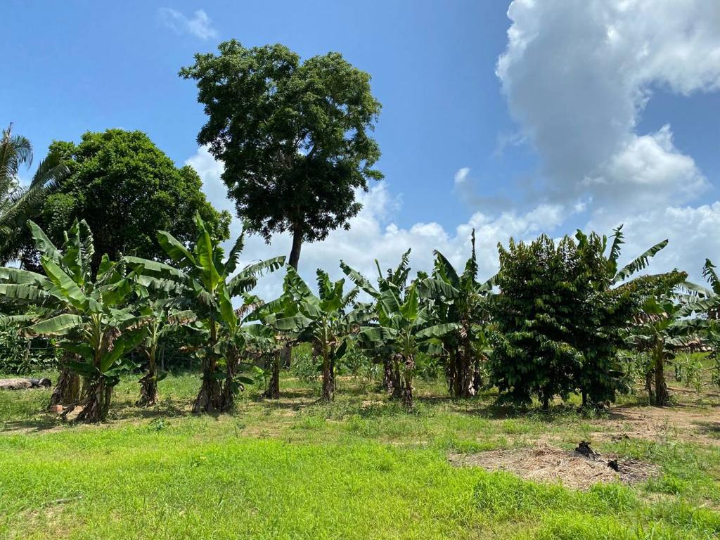 listing image with ID 67682