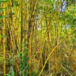 listing image thumbnail with ID 64765