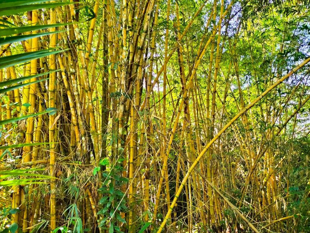 listing image with ID 64765