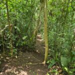 listing image thumbnail with ID 68286