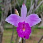 listing image thumbnail with ID 64996