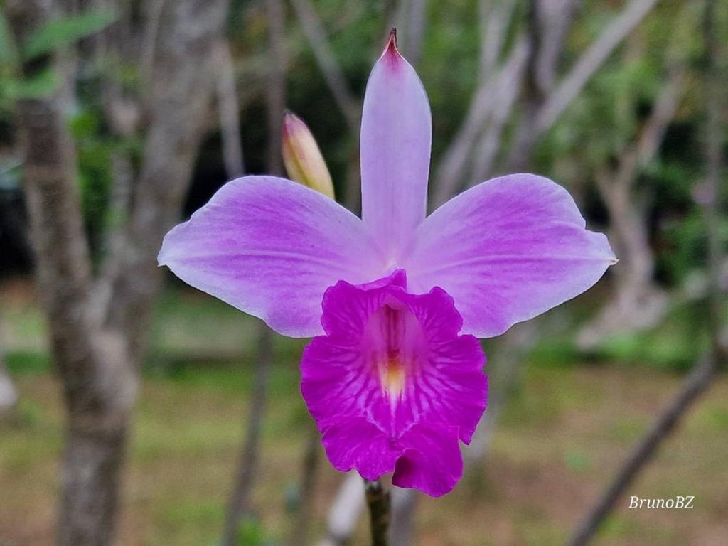 listing image with ID 64996