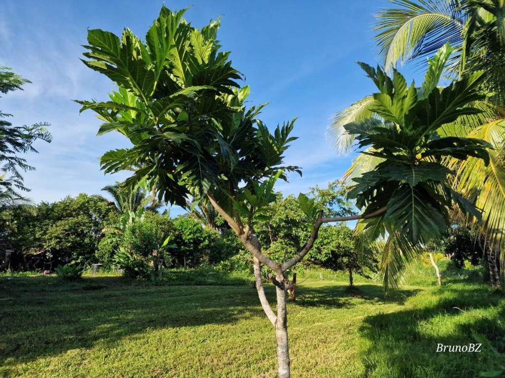 listing image with ID 67209