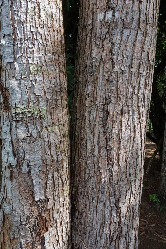 listing image with ID 67656