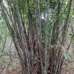 listing image thumbnail with ID 63973