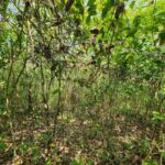 listing image thumbnail with ID 69201