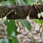 listing image thumbnail with ID 66289