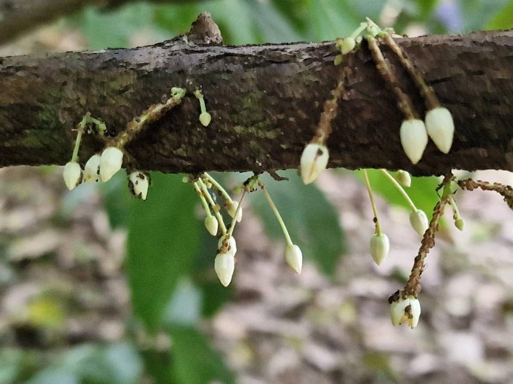 listing image with ID 66289