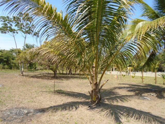 listing image with ID 64442