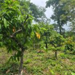 listing image thumbnail with ID 65227