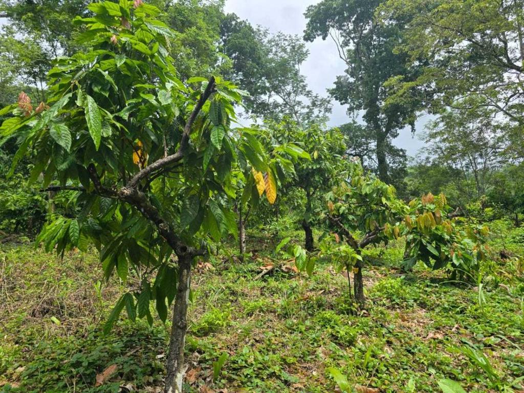 listing image with ID 65227