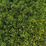 listing image thumbnail with ID 66667