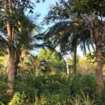 listing image thumbnail with ID 64913