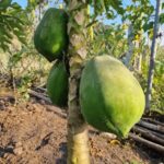 listing image thumbnail with ID 64949