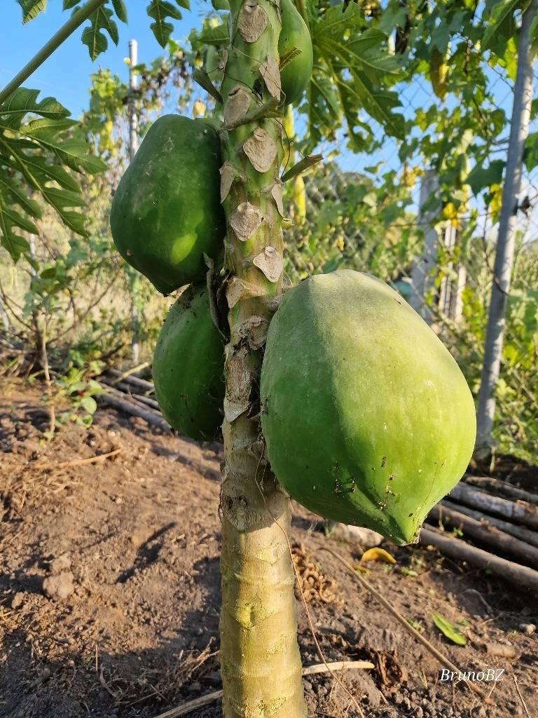 listing image with ID 64949