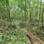 listing image thumbnail with ID 64889