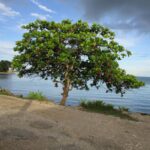 listing image thumbnail with ID 64175