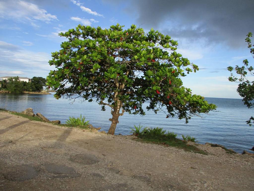 listing image with ID 64175