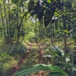 listing image thumbnail with ID 64203