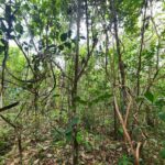 listing image thumbnail with ID 64867