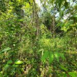 listing image thumbnail with ID 69205