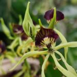 listing image thumbnail with ID 64991