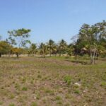 listing image thumbnail with ID 64453