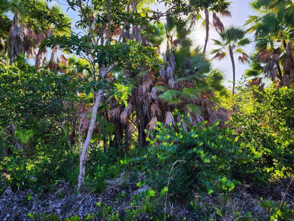 listing image with ID 67806