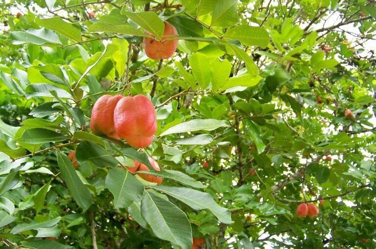 listing image with ID 69294