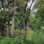 listing image thumbnail with ID 65120