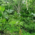 listing image thumbnail with ID 66292