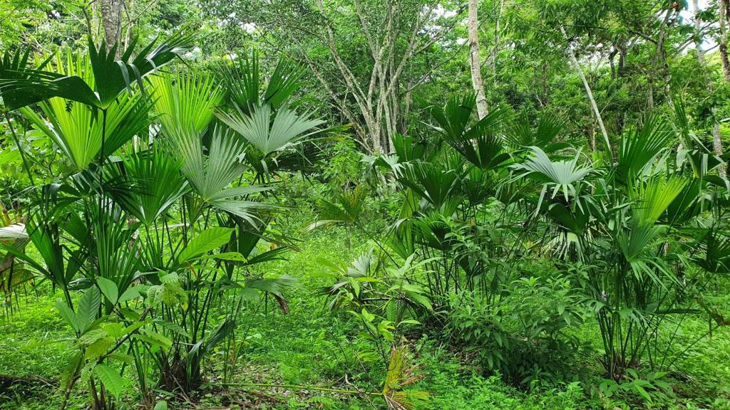 listing image with ID 66292