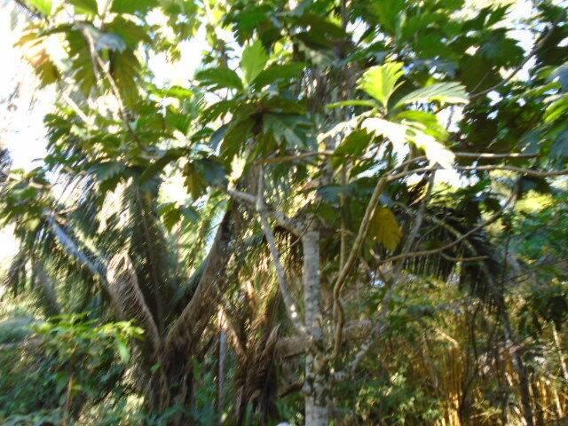 listing image with ID 64074