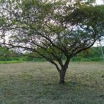 listing image thumbnail with ID 64459