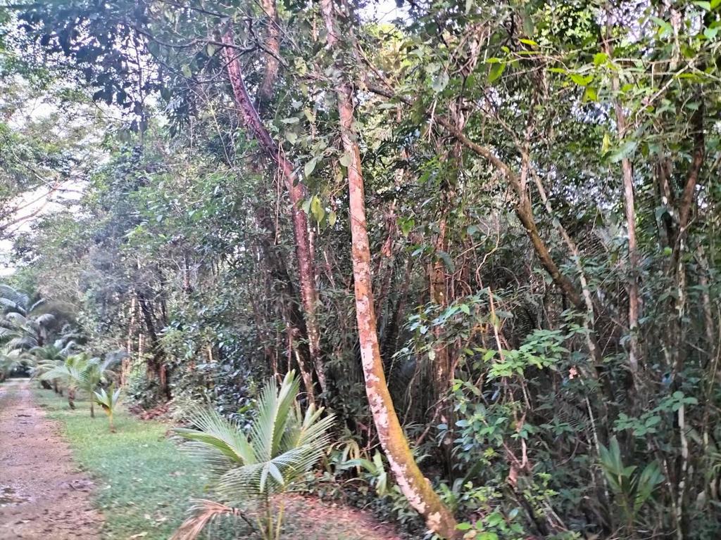 listing image with ID 64775