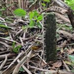 listing image thumbnail with ID 67536