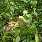 listing image thumbnail with ID 66680