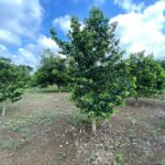 listing image thumbnail with ID 67697